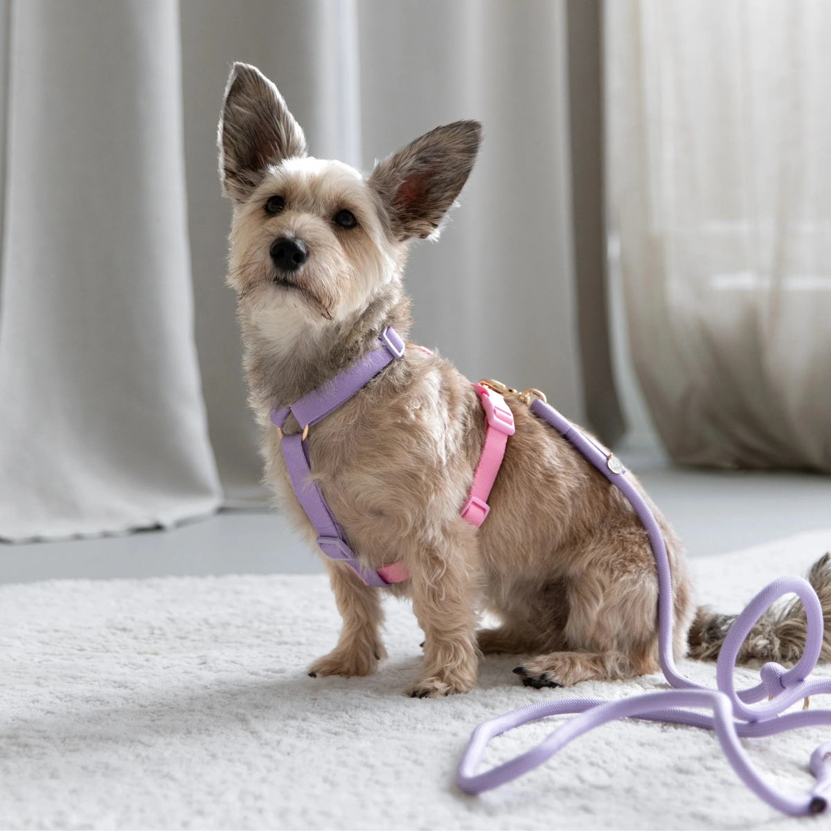 Rainbow - Dog Harness